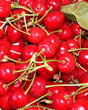 Heritage Recipes -- Sour Cherries for Cherry Cake