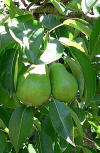 Yakima Pears for Pear Butter -- Heritage Recipes