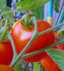 Marinated Fresh Tomatoes Recipe -- Heritage Recipes